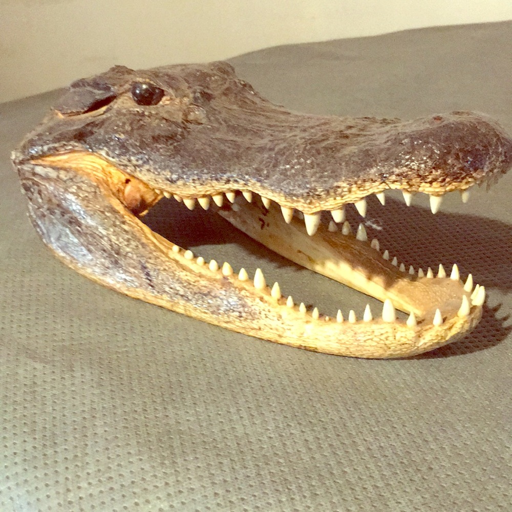 Crocodile head